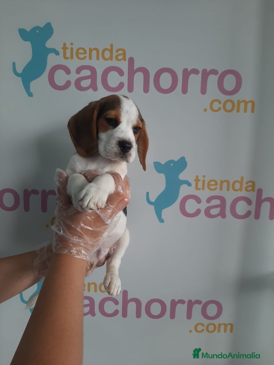 Beagle perros en venta: BEAGLE - Imagen 1
