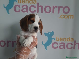 Beagle perros - Anuncio 7