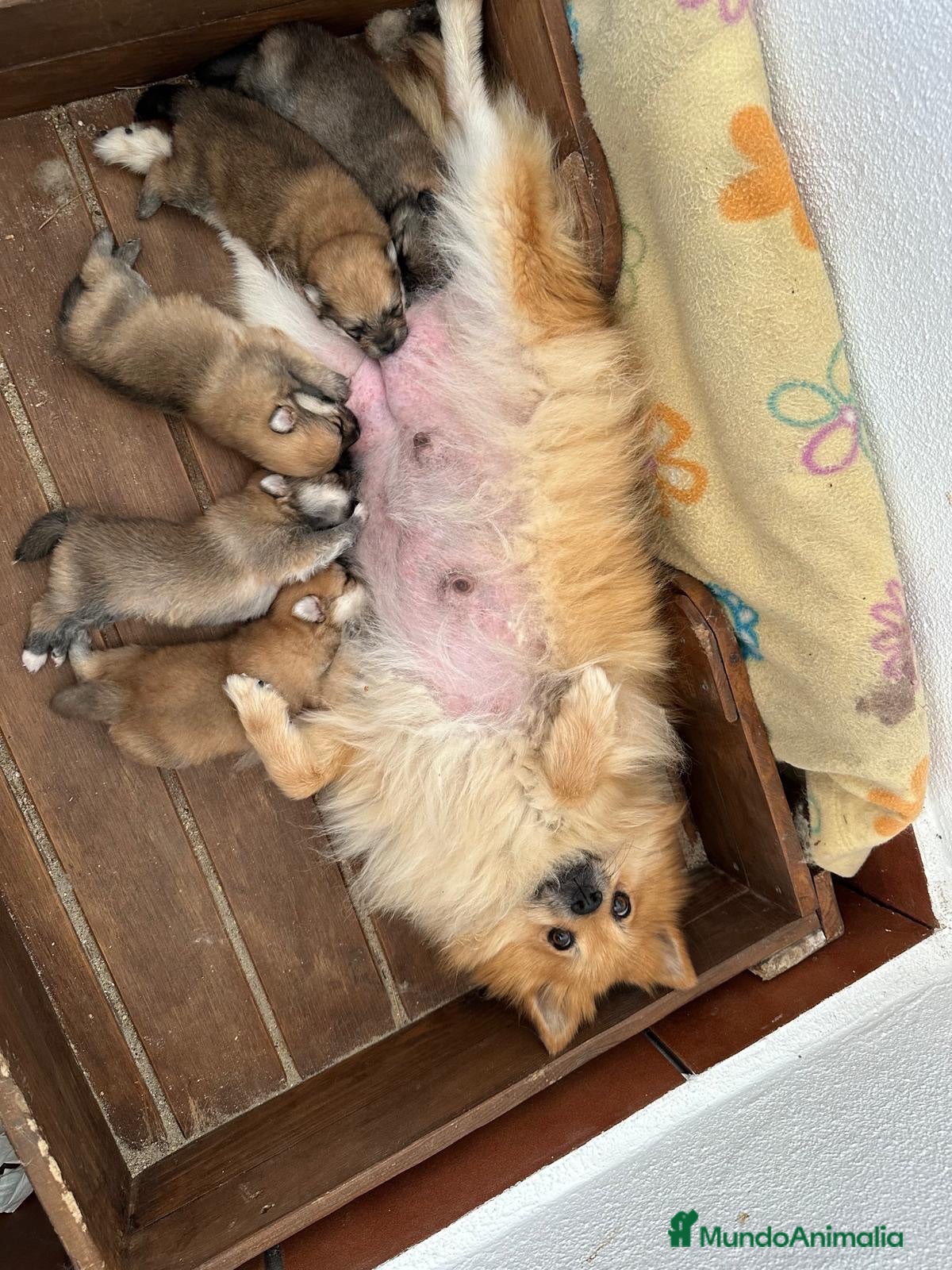 Pomerania perros Pomerania  - Anuncio 1