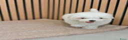 Bichón Maltés perros en venta: Bichón maltes Hembra disponibles  - Anuncio 3