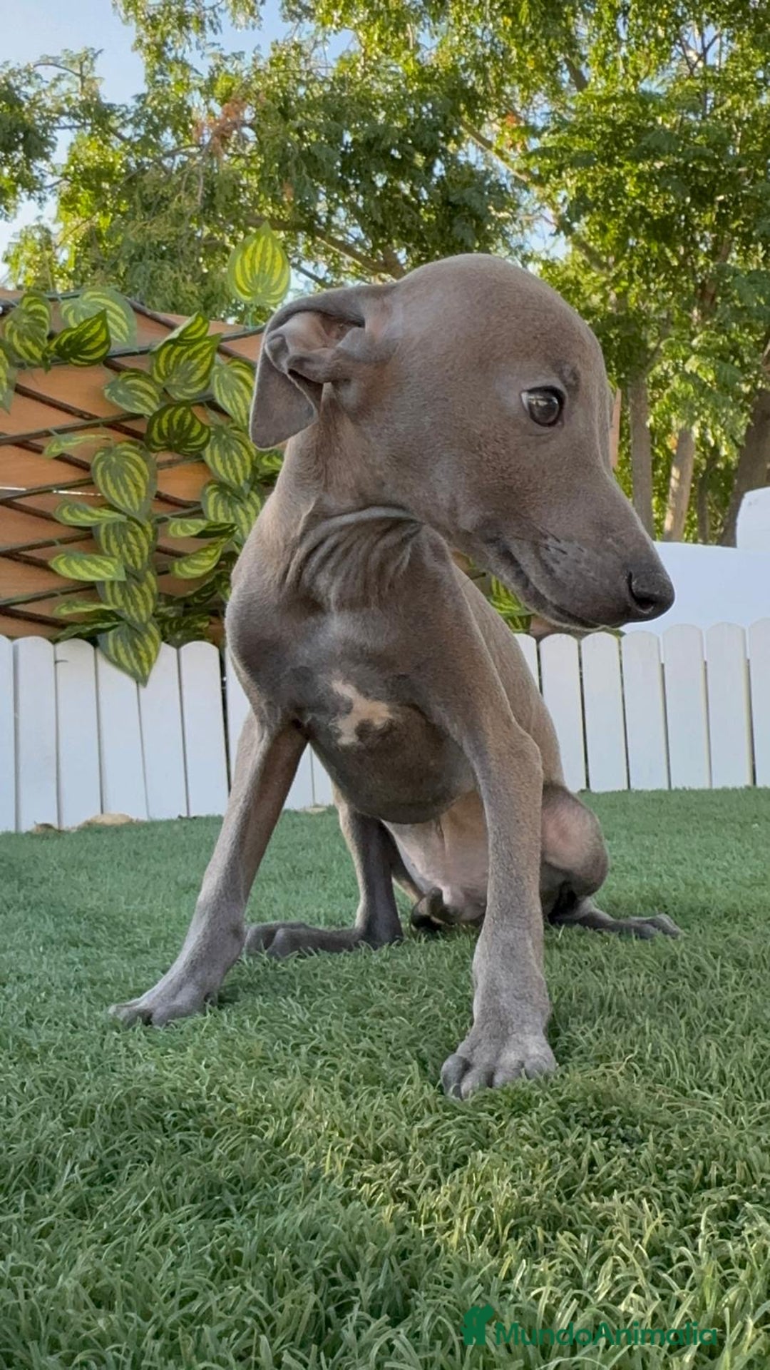 Pequeño Lebrel Italiano perros en venta: PICCOLO BLUE - Imagen 3