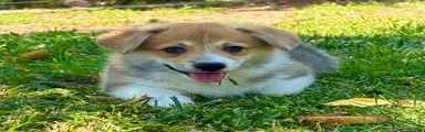 Welsh Corgi Pembroke Cachorro 1