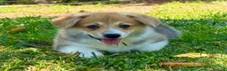 Welsh Corgi Pembroke perros en venta: Cachorros  corgis pembroke valencia España Madrid - Anuncio 4