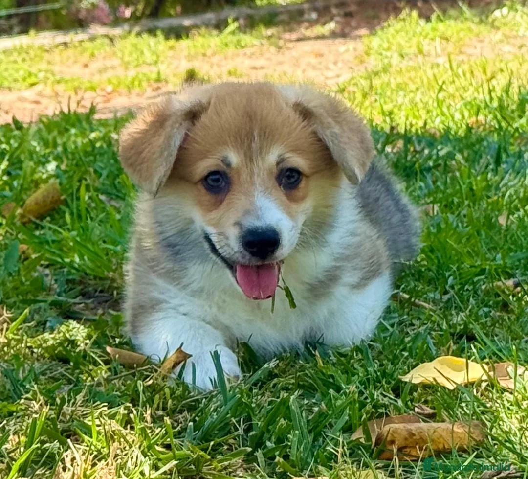 Welsh Corgi Pembroke perros en venta: Cachorros  corgis pembroke valencia España Madrid - Anuncio 4
