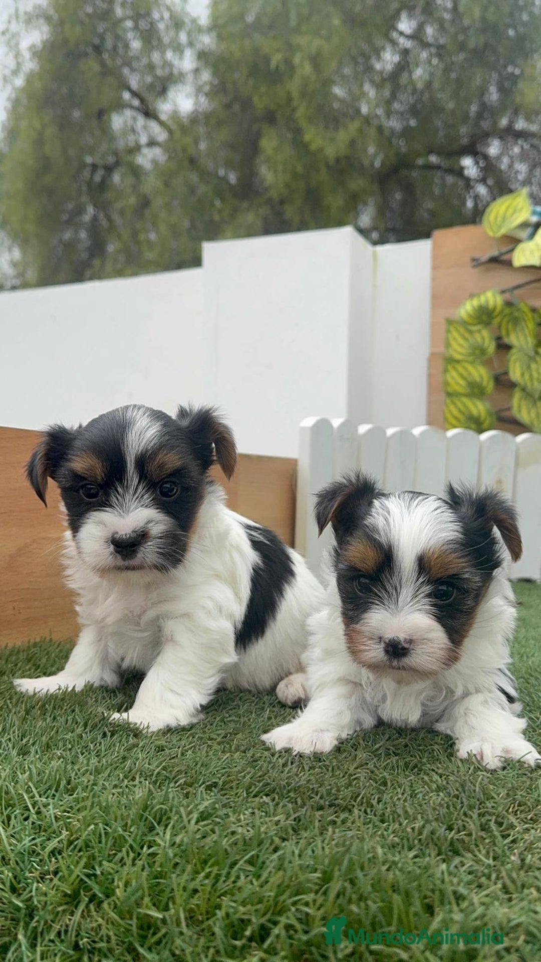 Yorkshire Terrier perros en venta: YORKSHIRE BIEWER MACHOS - Anuncio 18