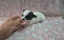 Chihuahua perros en venta: Chihuahua mini toy blue - Imagen 2