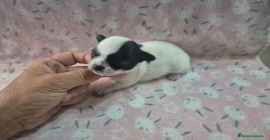 Chihuahua perros - Propaganda 7