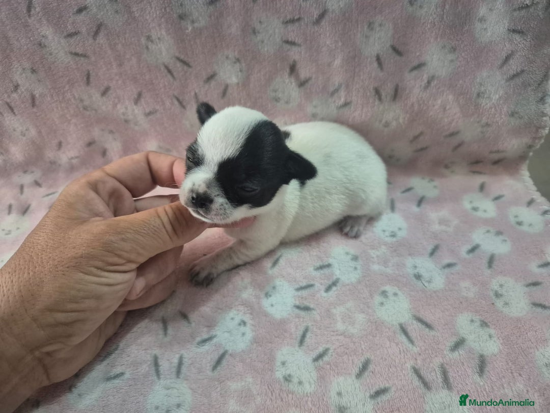 Chihuahua perros en venta: Chihuahua mini toy blue - Imagen 2
