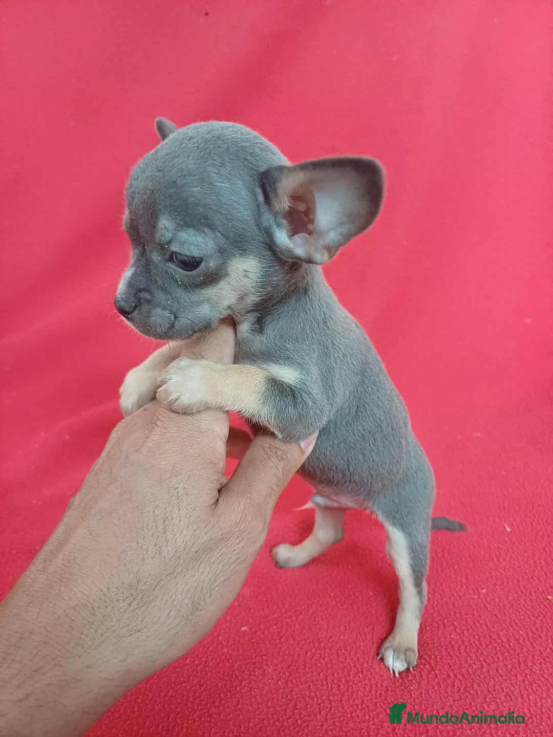 Chihuahua perros en venta: Chihuahua Mini Blue  - Anuncio 2
