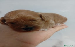 Maltipoo perros en venta: Maltipoo hembras rojas toy - Imagen 2