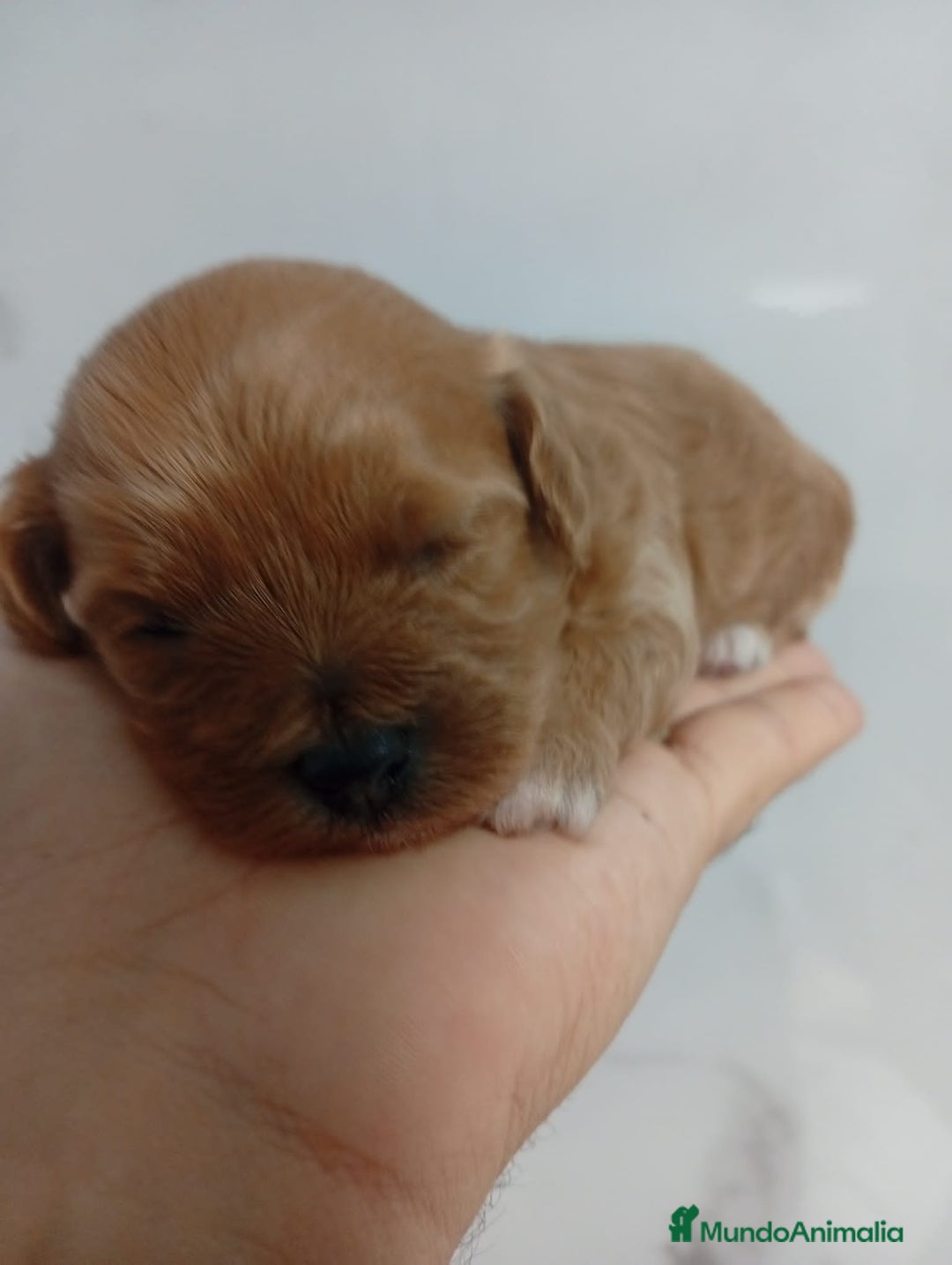 Maltipoo perros en venta: Maltipoo hembras rojas toy - Imagen 2