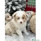 Border Collie perros Border collie cachorro - Anuncio 2