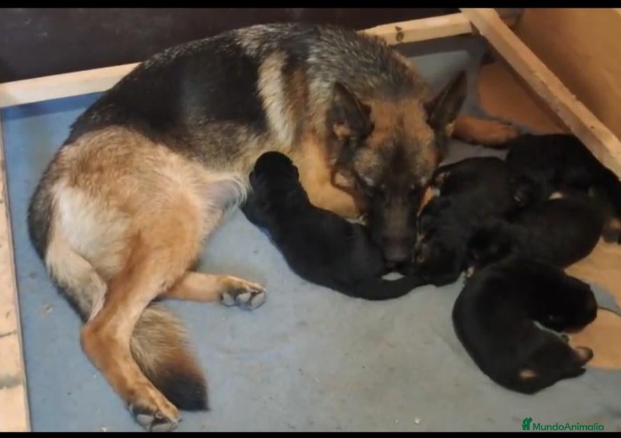 Pastor Alemán perros Dicachorros pastor aleman negro y negro fuego - Anuncio 1
