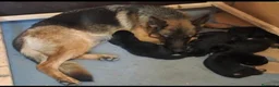 Pastor Alemán perros en venta: Dicachorros pastor aleman negro y negro fuego - Anuncio 1