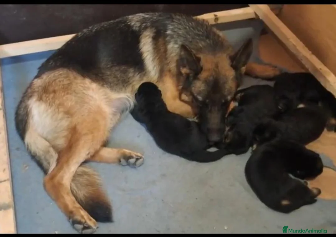 Pastor Alemán perros en venta: Dicachorros pastor aleman negro y negro fuego - Anuncio 1