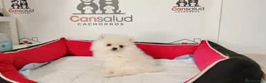 Pomerania Cachorro 1