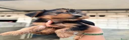 Yorkshire Terrier perros en venta: CACHORROS DE YORKSHIRE TERRIER  - Anuncio 1