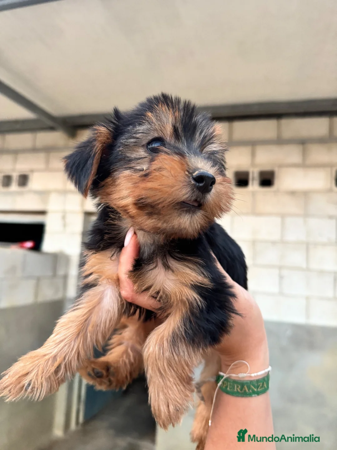 Yorkshire Terrier perros en venta: CACHORROS DE YORKSHIRE TERRIER  - Anuncio 1