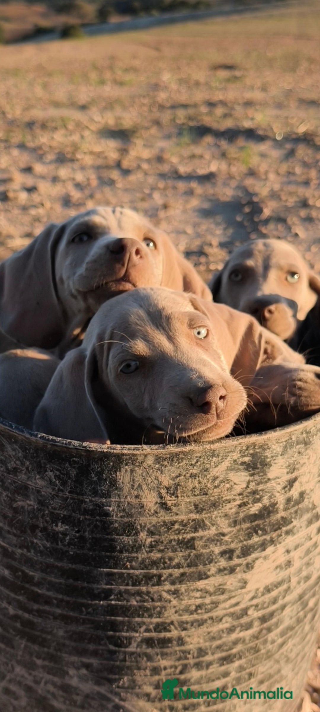 Weimaraner perros en venta: Bracos de Weimar  - Anuncio 8