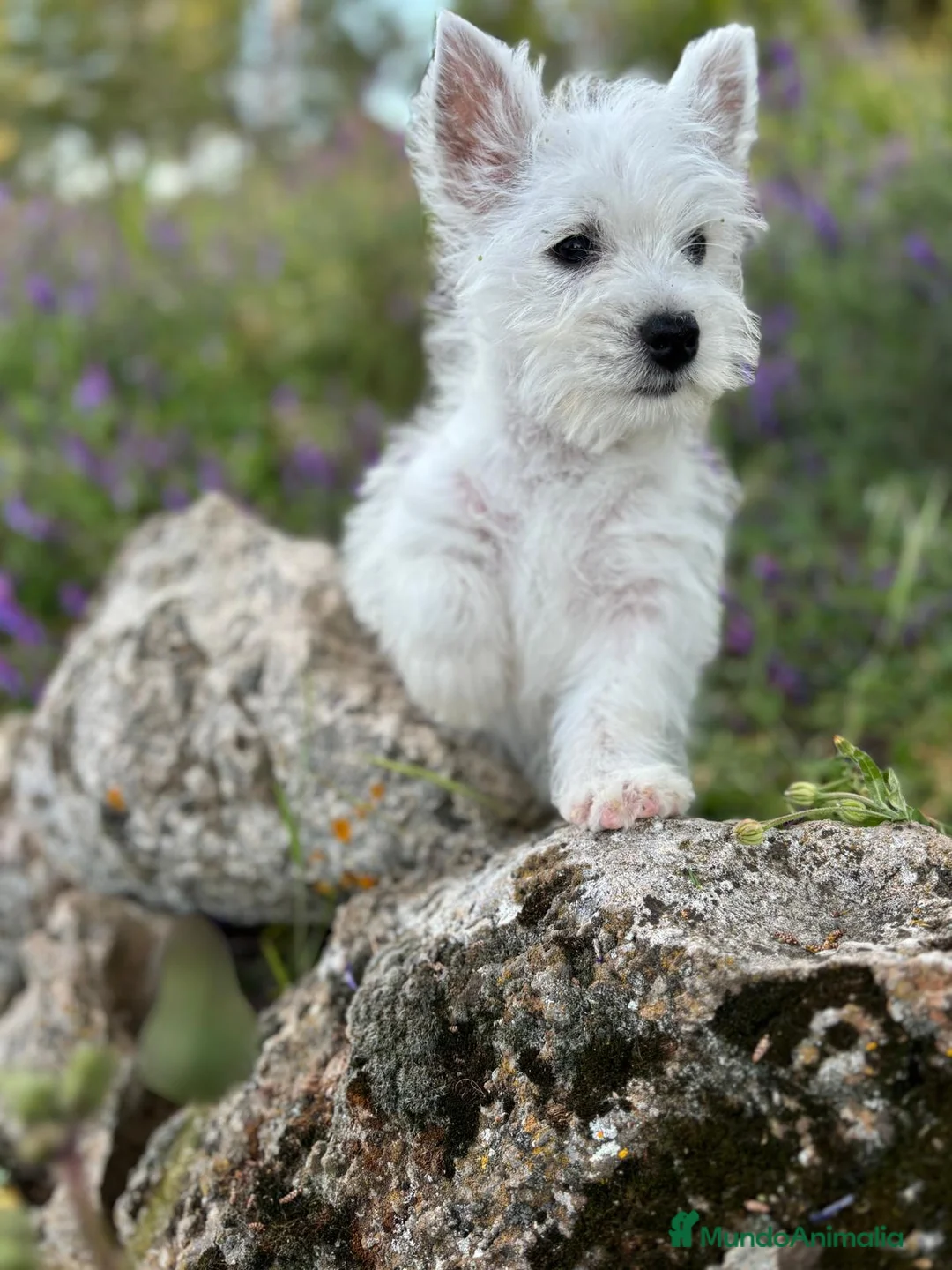 West Highland White Terrier perros en venta: Westys nueva  camada !!! - Anuncio 2