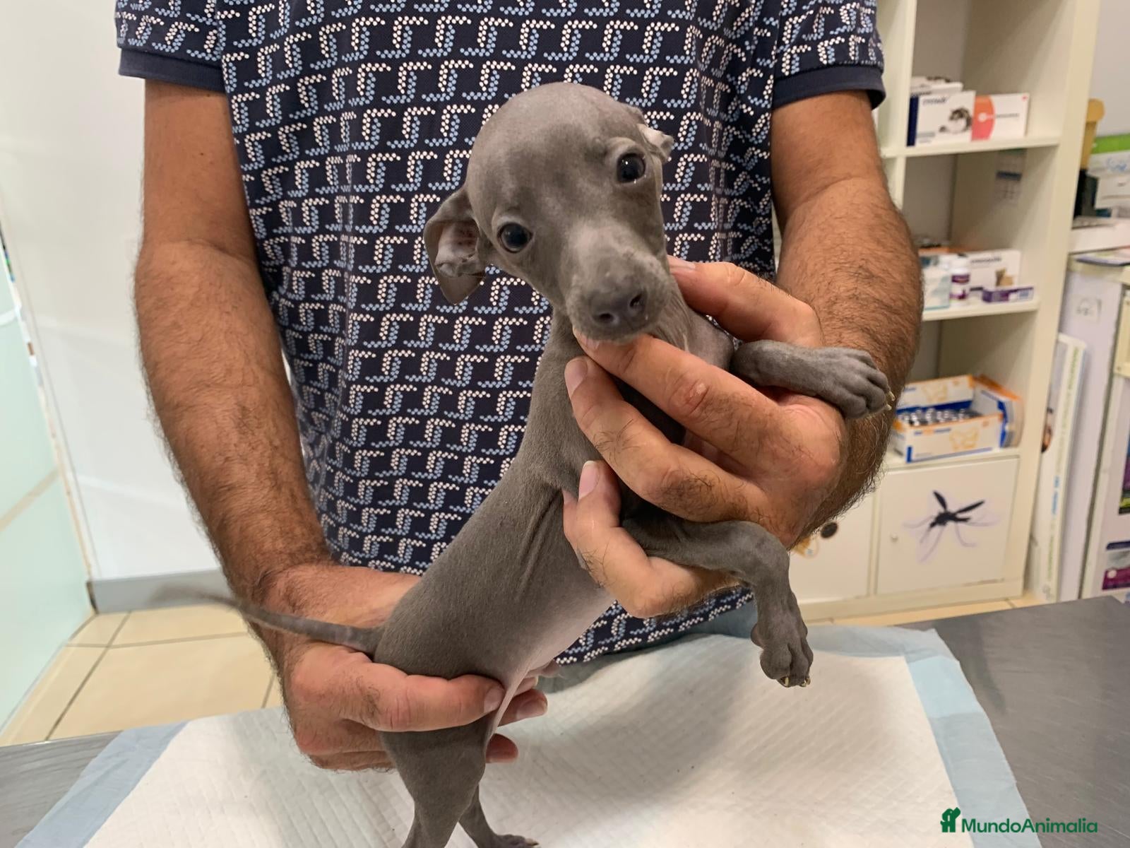 Pequeño Lebrel Italiano perros en venta: Lebrel Italiano. - Anuncio 2