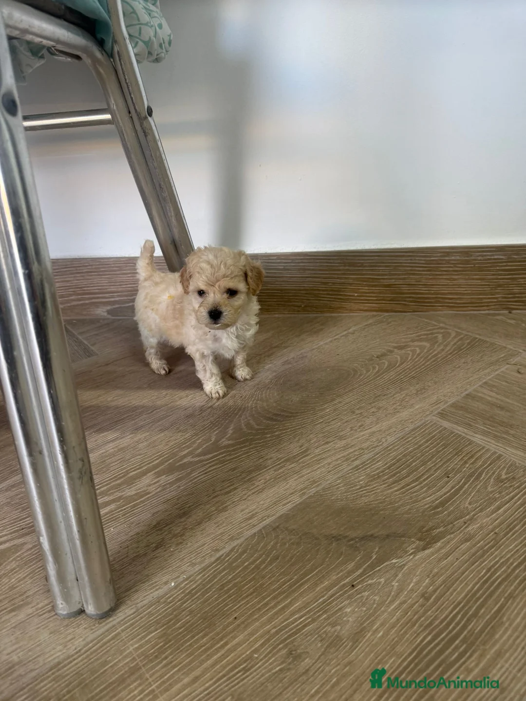 Maltipoo perros en venta: Maltipoo Toy preciosos disponibles  - Anuncio 2