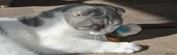 Scottish Straight gatos en venta: Gatos Scottish Straight-Fold  - Anuncio 24