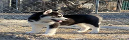 Husky Siberiano perros en venta: Husky siberiano  - Anuncio 3