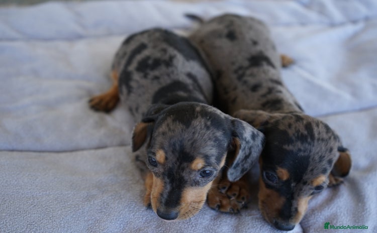 Teckel perros - Anuncio 11