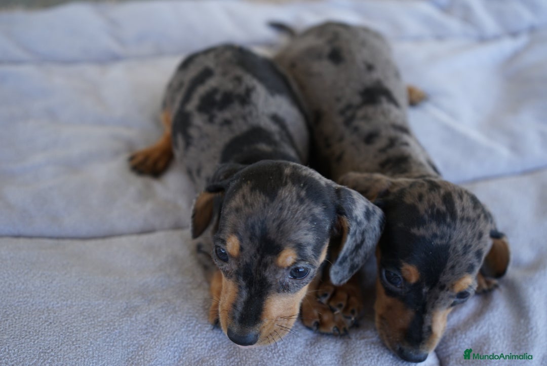 Teckel perros en venta: 🐾 Rafaela y Mori – Teckel miniatura negro merlé🌌 - Imagen 1