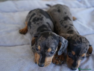 Teckel perros - Anuncio 15