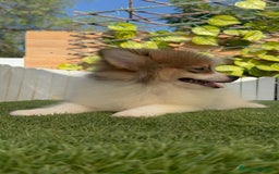 Pomerania perros en venta: POMERANIA MACHO. PRECIO REAL. Envio a toda España. - Imagen 13