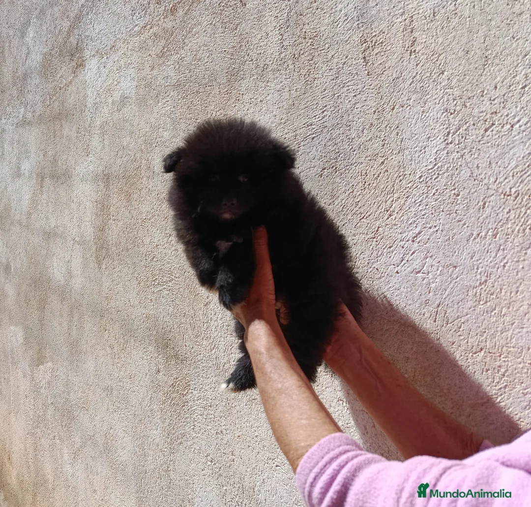 Pomerania perros en venta: OFERTA MACHITO POMERANIA - Anuncio 2
