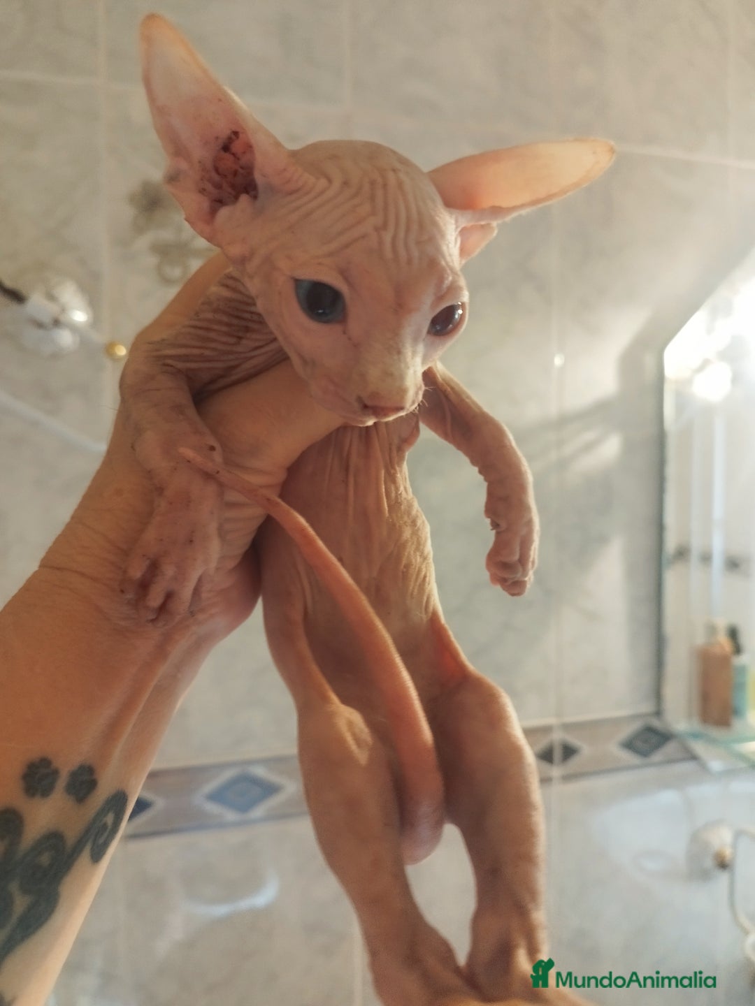 Británico de Pelo Corto gatos en venta: Sphynx calidad y selección  - Imagen 2