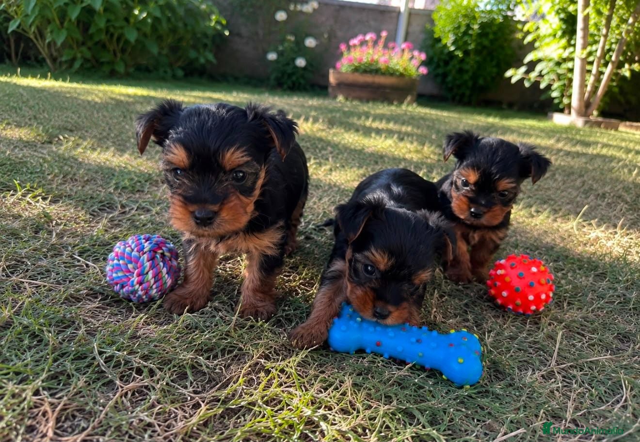 Yorkshire Terrier perros Yorkshire Toy - Anuncio 1