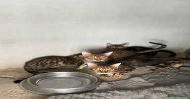 Bengalí gatos - Anuncio 2