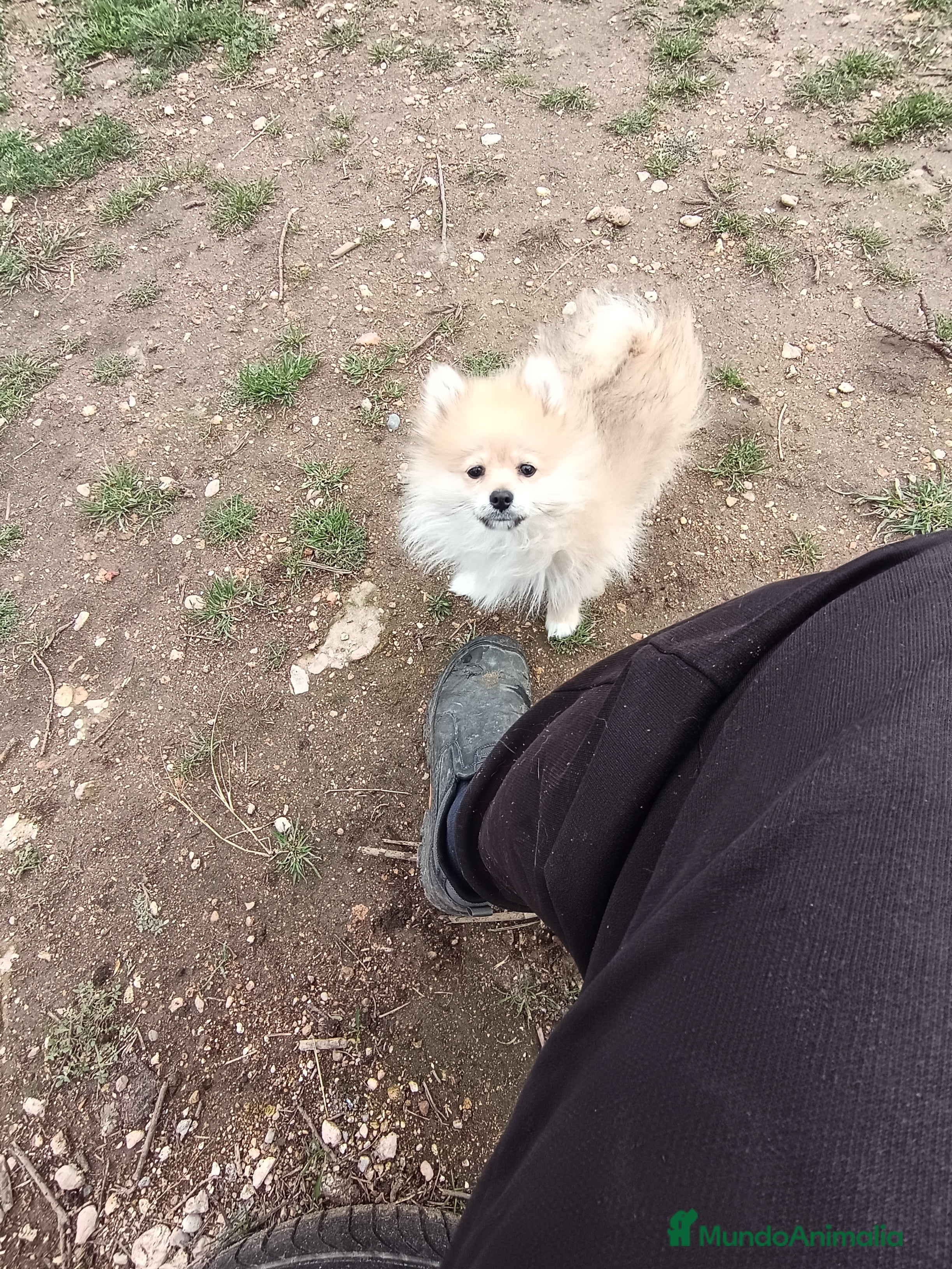 Pomerania perros Cachorro de pomerania  - Anuncio 33