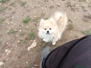 Pomerania perros Cachorro de pomerania - Anuncio 33