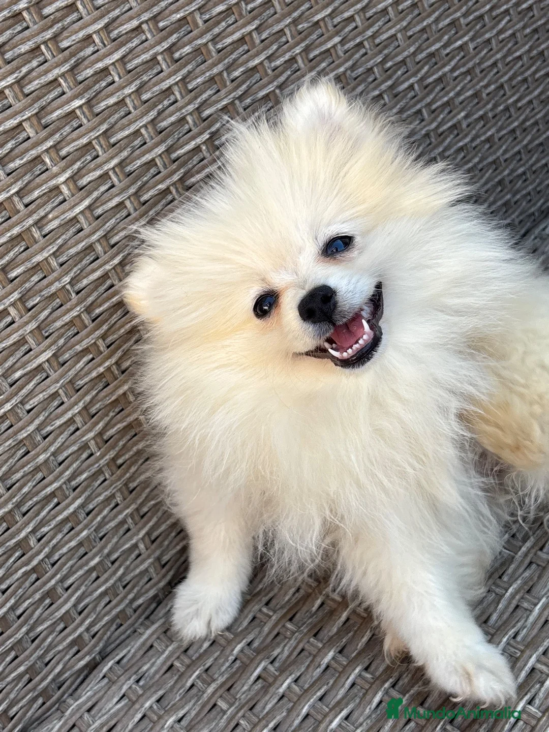 Pomerania perros en venta: Pomeranias disponibles🐻🐾 - Anuncio 2