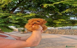 Caniche Toy perros en venta: Espectacular MACHO TOY 50% LINEA ASIATICA  - Imagen 2