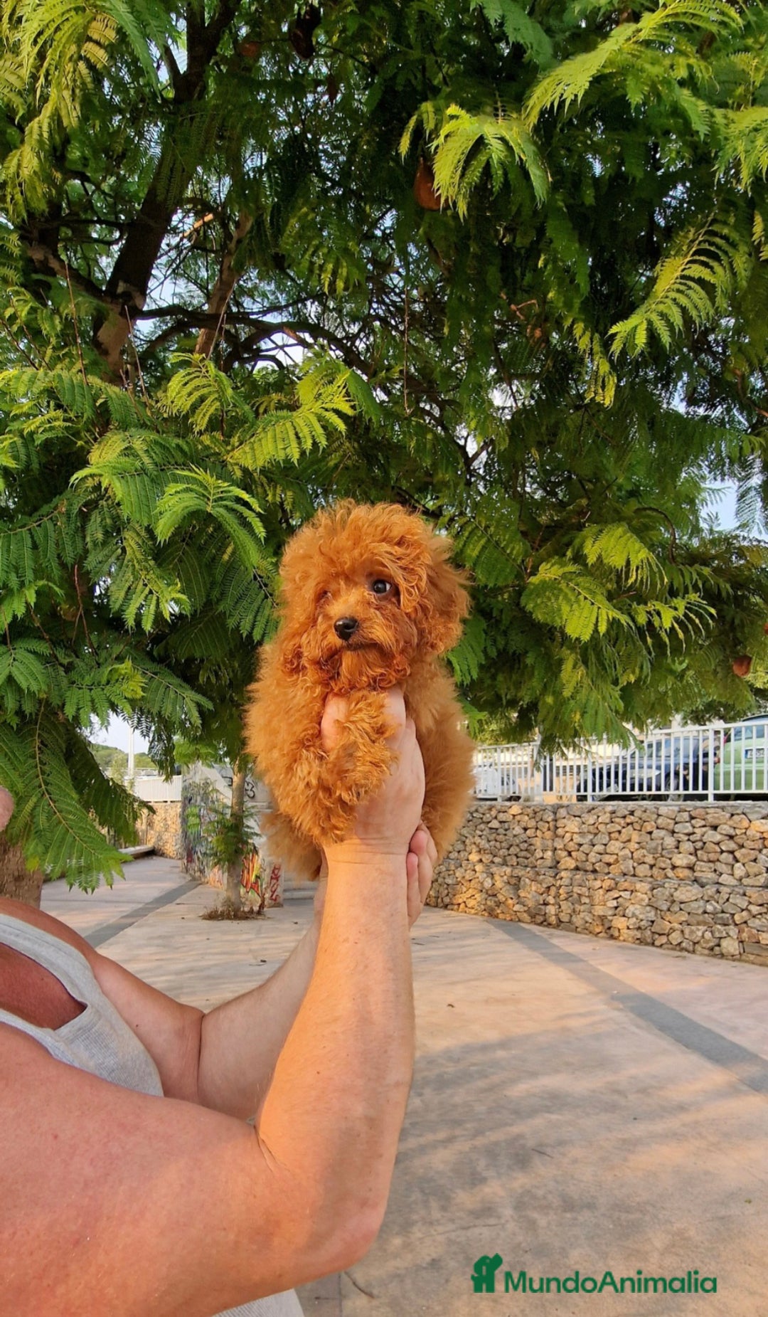 Caniche Toy perros en venta: Espectacular MACHO TOY 50% LINEA ASIATICA  - Imagen 2