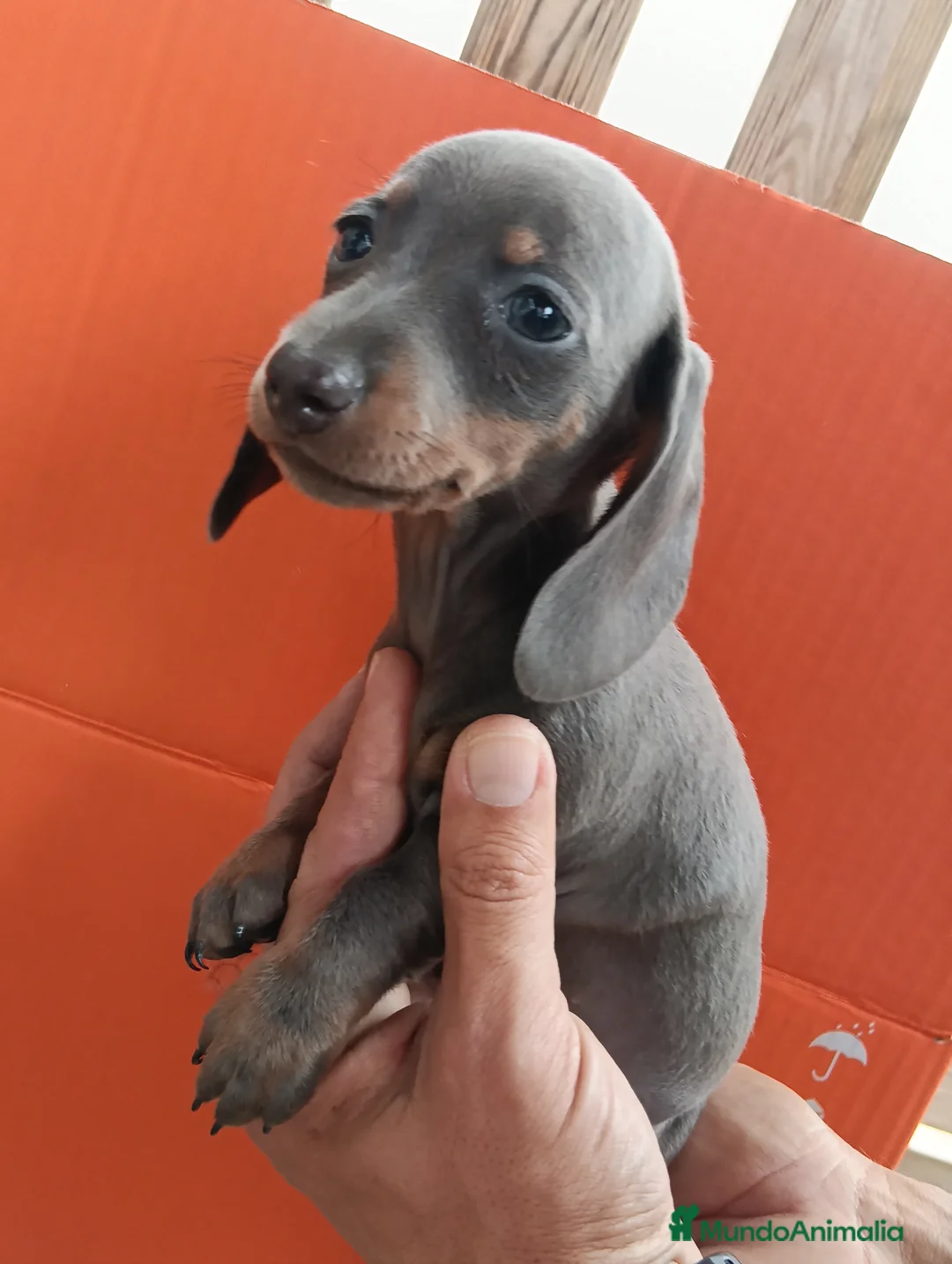 Teckel Miniatura perros en venta: Teckel miniatura - Anuncio 1