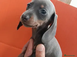 Teckel Miniatura perros Teckel miniatura - Anuncio 10