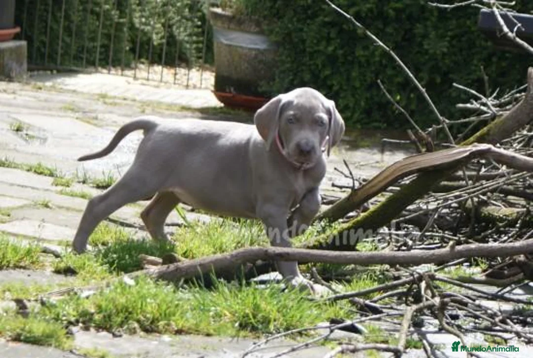 Imagen de galería {{count}}