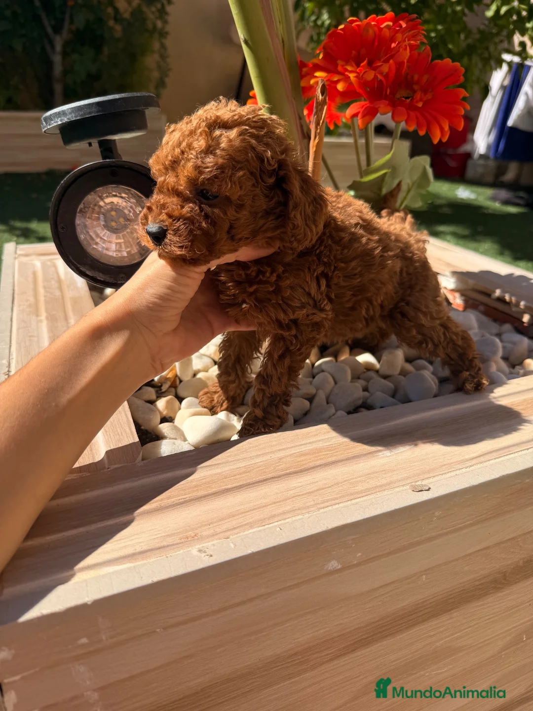 Caniche Toy perros en venta: Caniche Toy rojo pimentón  - Anuncio 1