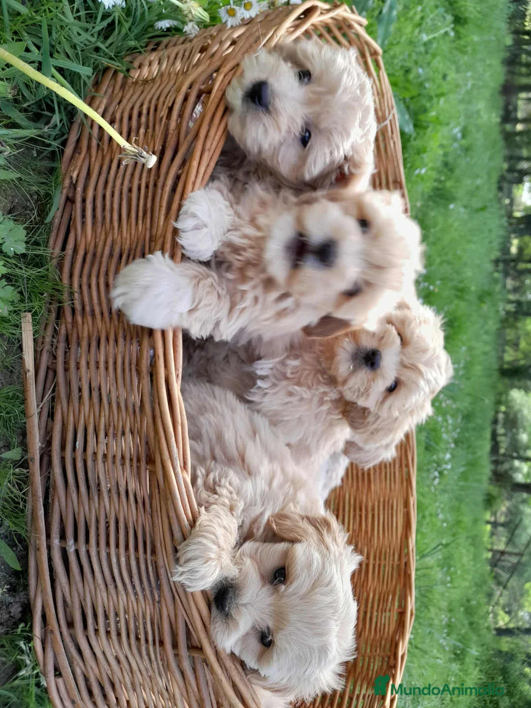 Maltipoo perros en venta: Machitos y hembra de maltipoo en Segovia  - Anuncio 2