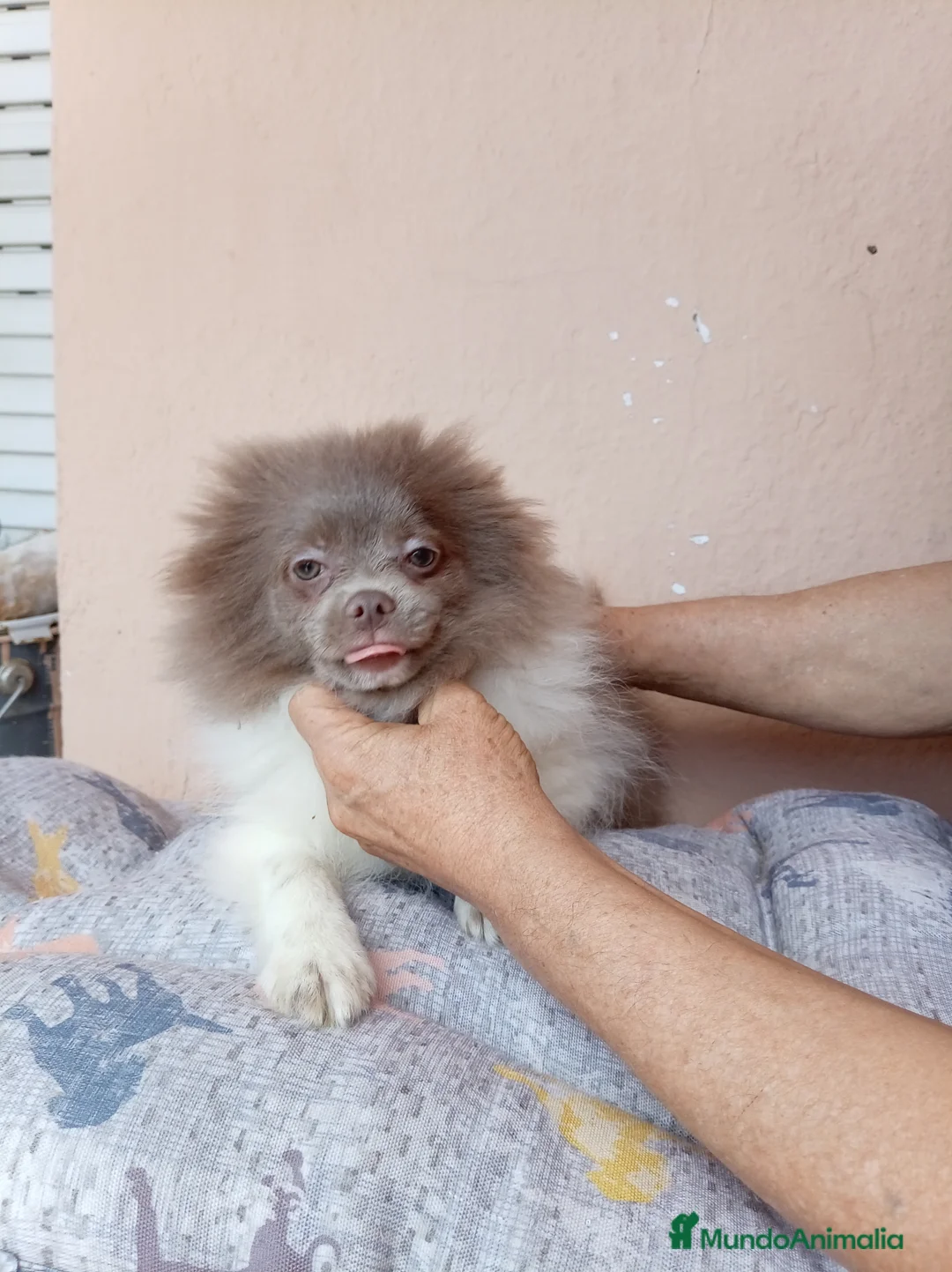 Pomerania perros en venta: Pomerañia toy - Anuncio 2