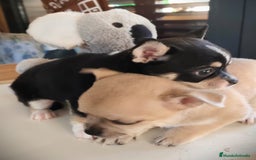 Chihuahua perros en venta: Chihuahua  - Anuncio 6