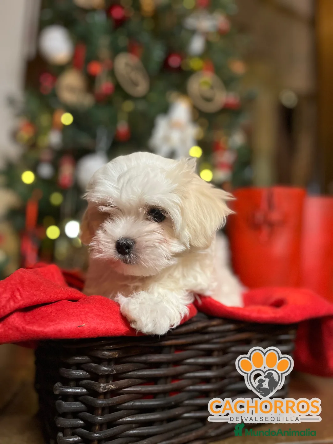 Bichón Maltés perros en venta: Bichón maltés  - Anuncio 6