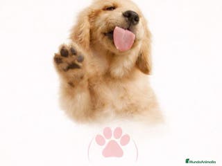 Yorkshire Terrier perros Cachorro de Yorkshire - Anuncio 1